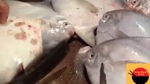 Amazing pomfret fish cutting Live in Fish Market