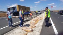 Patates yüklü kamyonet devrildi, patatesler yola saçıldı