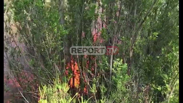 Zjarr në pyllin e Semanit në Fier, digjen pishat, terreni vështirë dhe era favorizojnë flakët