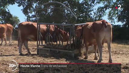 Haute-Vienne : la sécheresse inquiète les éleveurs