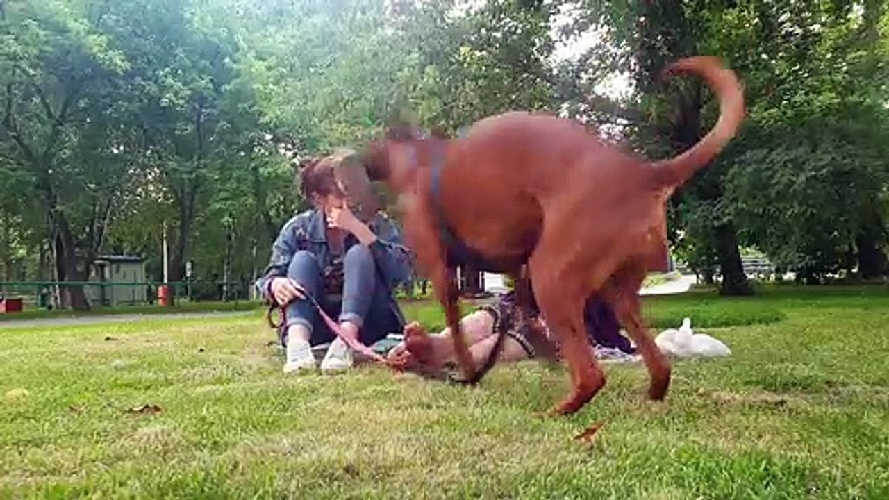 Playful Pup Wraps up Person