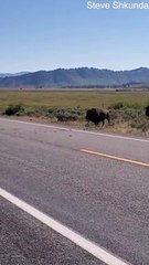 Bison Crossing Road in Grand Teton National Park