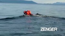 Dolphins swim in Beagle Channel, named for Charles Darwin's ship