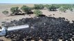 Des milliers de vaches assoiffées encerclent ce camion citerne en Australie