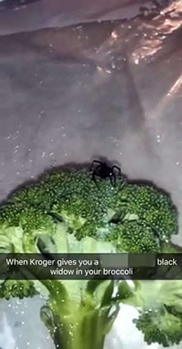 Ce qu'il trouve dans ses brocolis est terrifiant :  araignée veuve noire