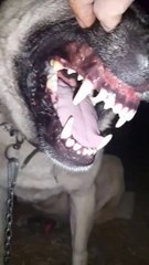 GECE SiVAS KANGAL KOPEGi DiSLERi - NiGHT KANGAL DOG TEETHS