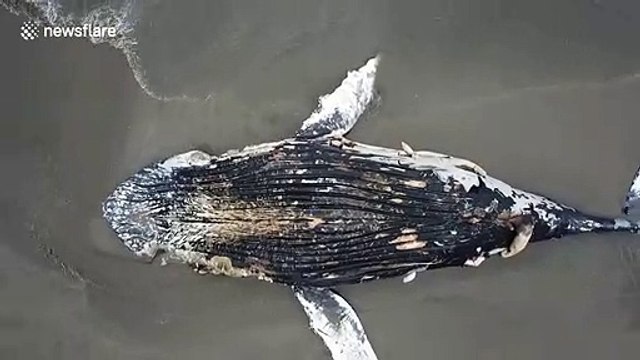 Possibly dead humpback whale washes ashore in southern California
