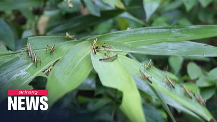 Swarms of locusts attack crops in southern parts of China