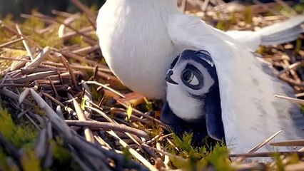 Manou à l'école des goélands (2019) - Bande annonce