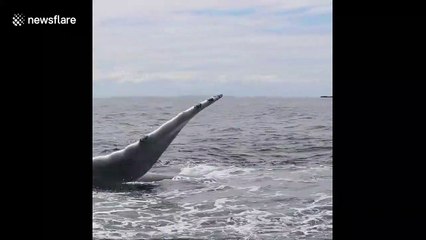 Humpback whale slaps fin with walloping way in Canadian waters
