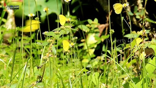 MUSIQUE INSTRUMENTALE DIFFICILE DIRTY LOMBOK TRADITIONNEL MERDU AVEC DANSE AUX PAPILLONS JAUNES