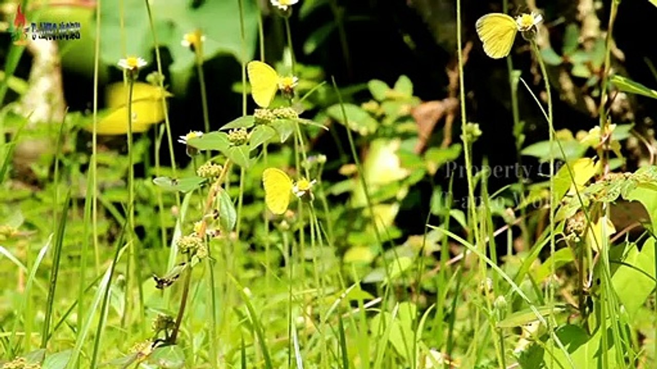 MUSIQUE INSTRUMENTALE DIFFICILE DIRTY LOMBOK TRADITIONNEL MERDU AVEC DANSE AUX PAPILLONS JAUNES