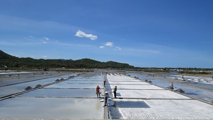 Nắng nóng giúp ích cho diêm dân ở Pháp | VTC