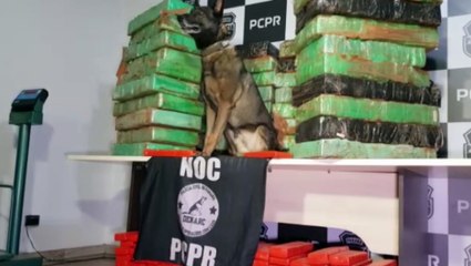 Polícia apreende 690 quilos de maconha durante ação em Toledo