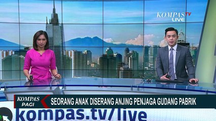 Mengejar Layangan, Anak 10 Tahun Ini Malah Digigit Anjing Penjaga Pabrik
