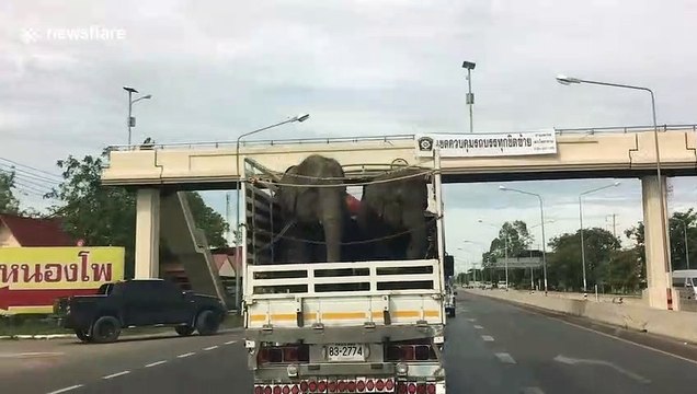 Two elephants sway from side-to-side while being transported in truck