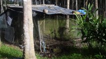 GoPro footage shows aggressive python caught in chicken coop