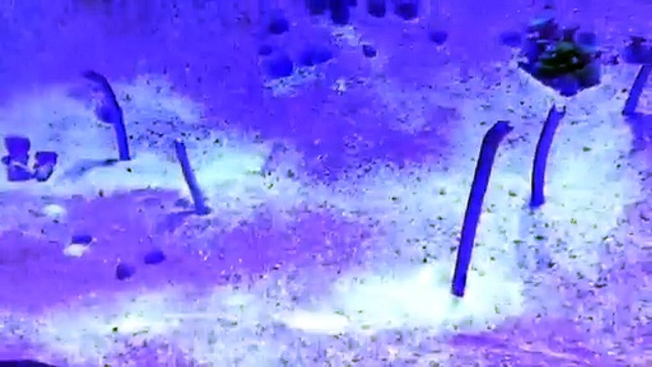 Eels The Deep