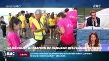 Objectif Terre : Opération de baguage des flamants roses en Camargue - 05/08