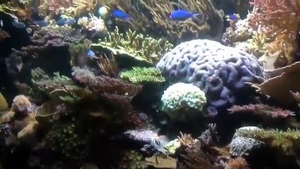 The Deep Coral Reefs