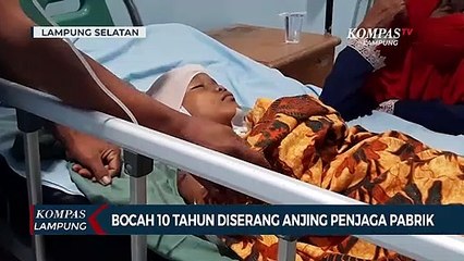 Seorang Anak 10 Tahun Diserang Anjing Penjaga Pabrik