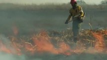 351 focos de fuego ponen en jaque el delta del Paraná en Argentina