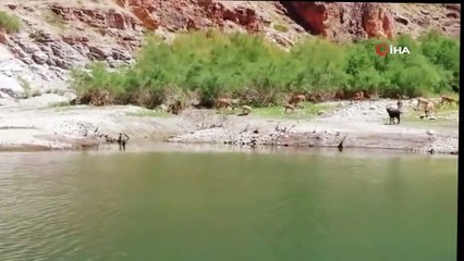 Kanyonlar, yaban hayatına ev sahipliği yapıyor