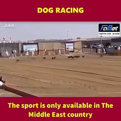 Have you ever seen a dog racing