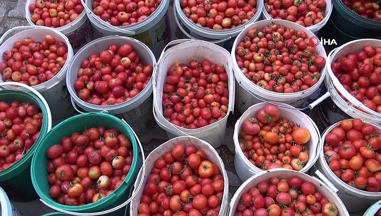Kızıltepeli kadınların köyde ürettiği organik domatesler tadıyla nam salıyor