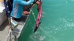 Sharks From Water Snatch Bait Fish From Boy's Hand on Boat