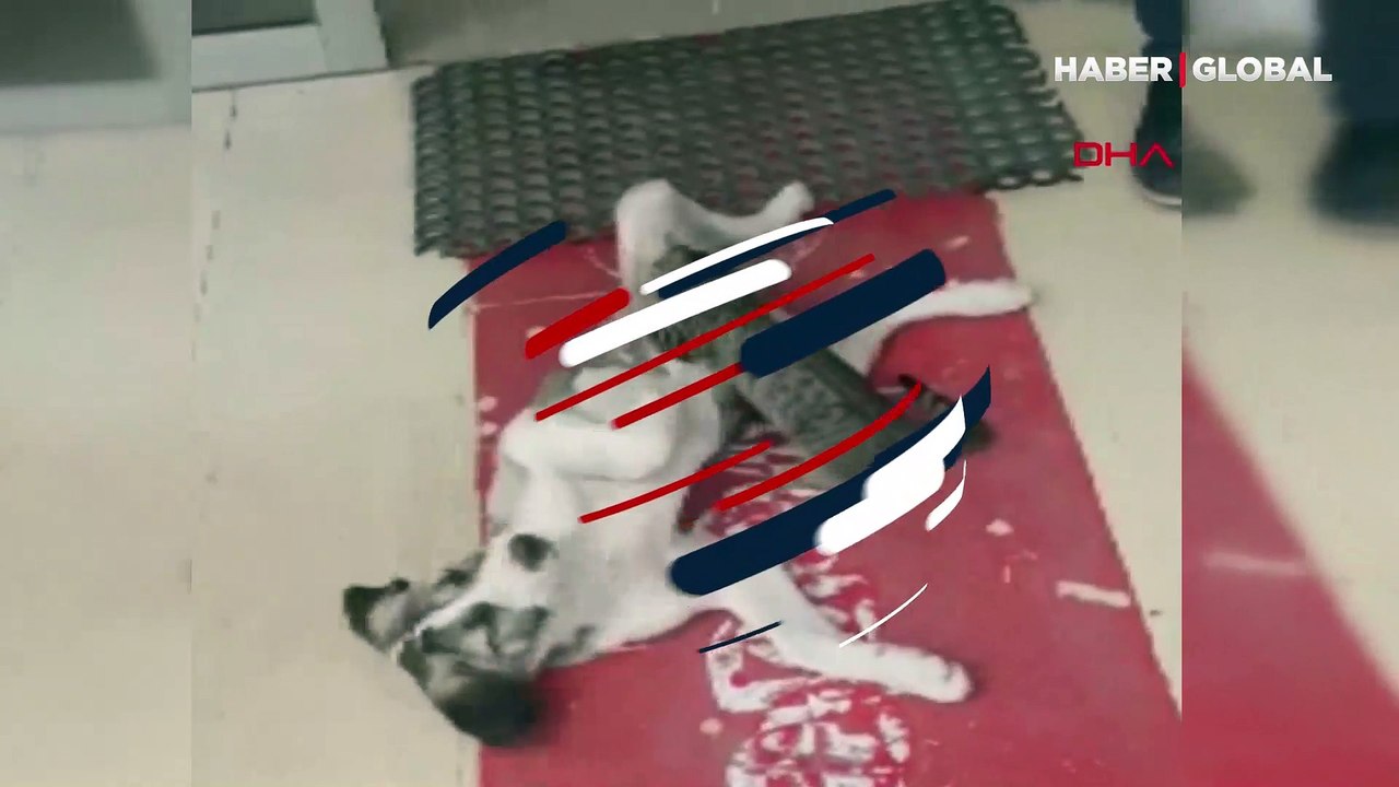Gülümseten kedi ve köpek dostluğu kamerada
