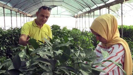 TİGEM'den çiftçiye 'yerli ve milli sebze tohumu' katkısı - ANTALYA