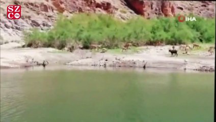 Kanyonlar, yaban hayatına ev sahipliği yapıyor