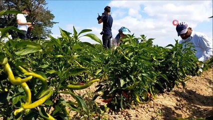 Trakya’da acı biber hasadı böyle olur