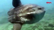 Saros Körfezi'nde dev ay balığı görüntülendi: Belki de ömrümde bir kez karşılaşabileceğim bir olaydı