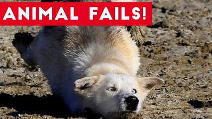 Funniest Animal Fails August 2017 Compilation _ Funny Pet Videos