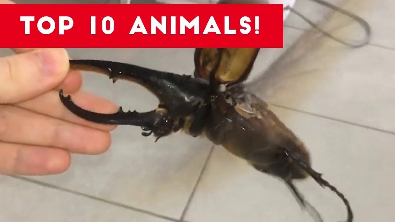 Top Ten Funny_Cute Pet Videos of August Part 3