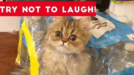 Super FUNNY DOG AND CAT ANIMAL VIDEOS - Watch and DIE FROM LAUGHING