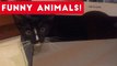 Funniest Pets of the Week Compilation August 2017 _ Funny Pet Videos