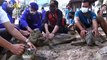 Twenty-Five Green Sea Turtles Rescued by Indonesian Officials, Released Into the Ocean!