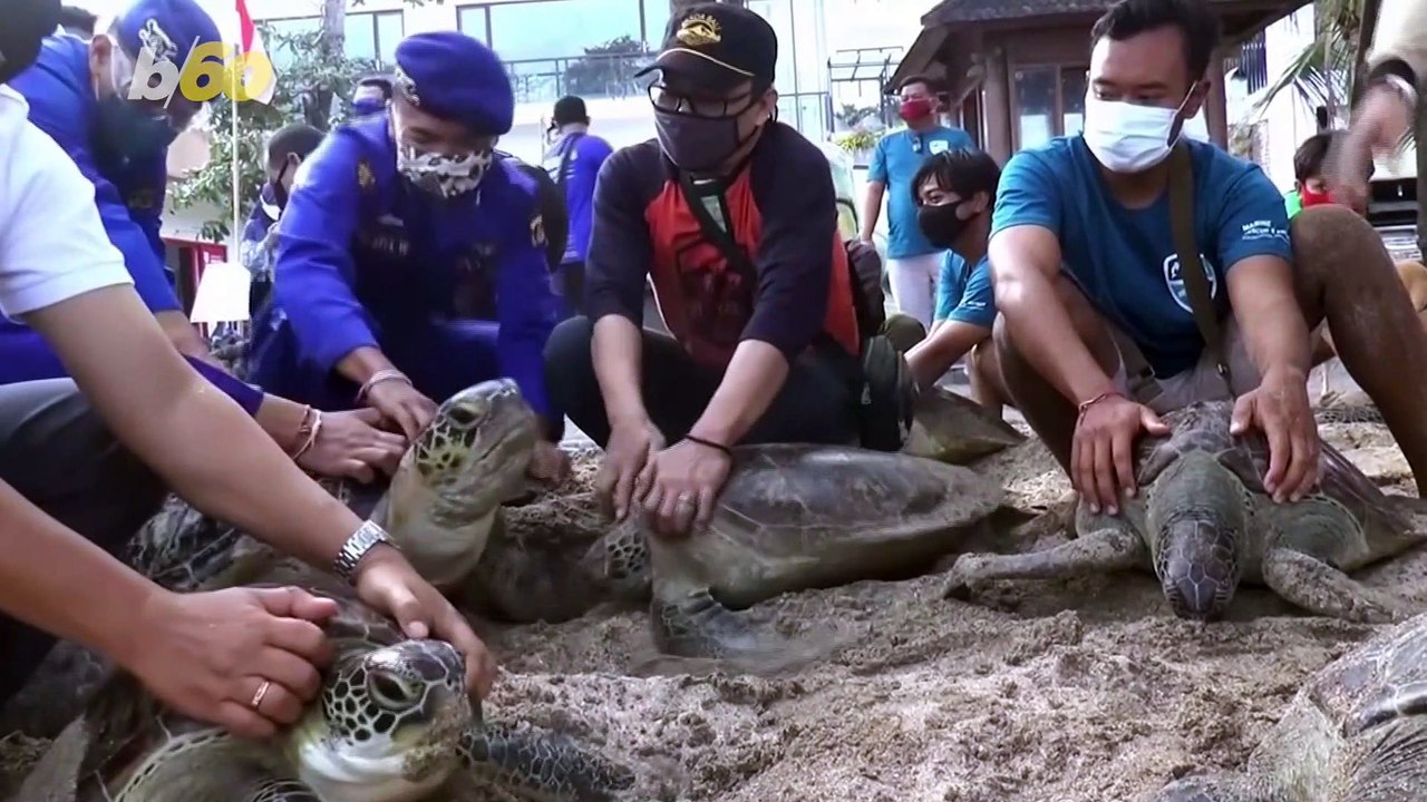 Twenty-Five Green Sea Turtles Rescued by Indone...