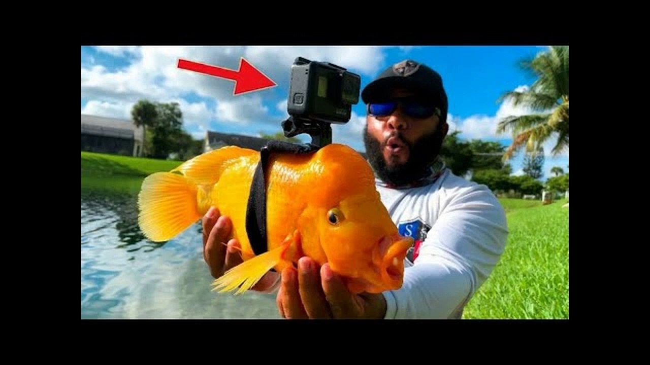 GoPro on a Fish