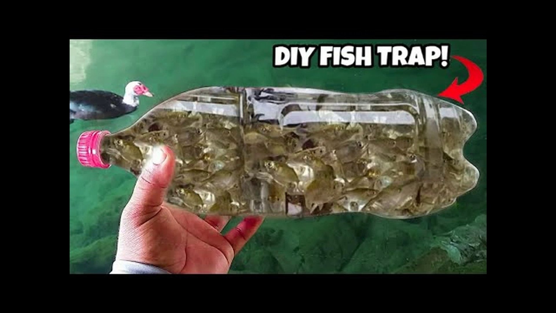 DIY PLASTIC Bottle FISH TRAP! - video Dailymotion