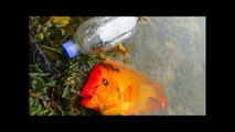 PLASTIC BOTTLE Fish Trap Catches BIG FISH! DIY Fishing