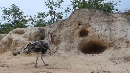 Finding Turkey Eggs And Girll Under Sand - Cooking Eating Delicious | Animal Trap