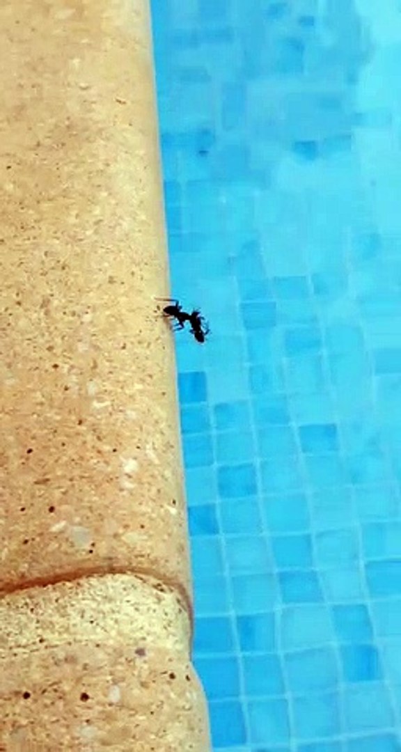 ⁣Ant Throws Another Ant Into Pool