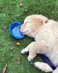 Drowsy Dog Keeping Its Fluids Up