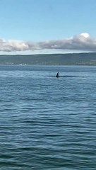 Wild Orca Brings a Gift