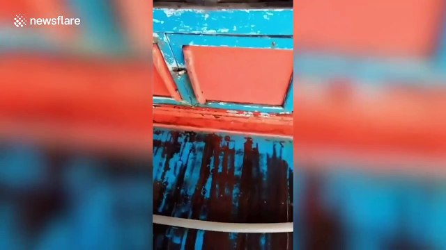 Critically endangered sea turtle tangled in pollution is freed by passing fishermen