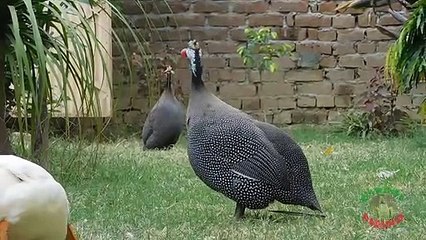 Guinea Fowl Calls